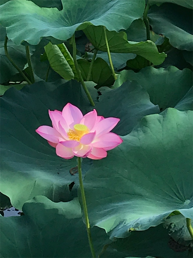 f:id:oryokobo:20180815221013j:image f:id:oryokobo:20180815221013j:image