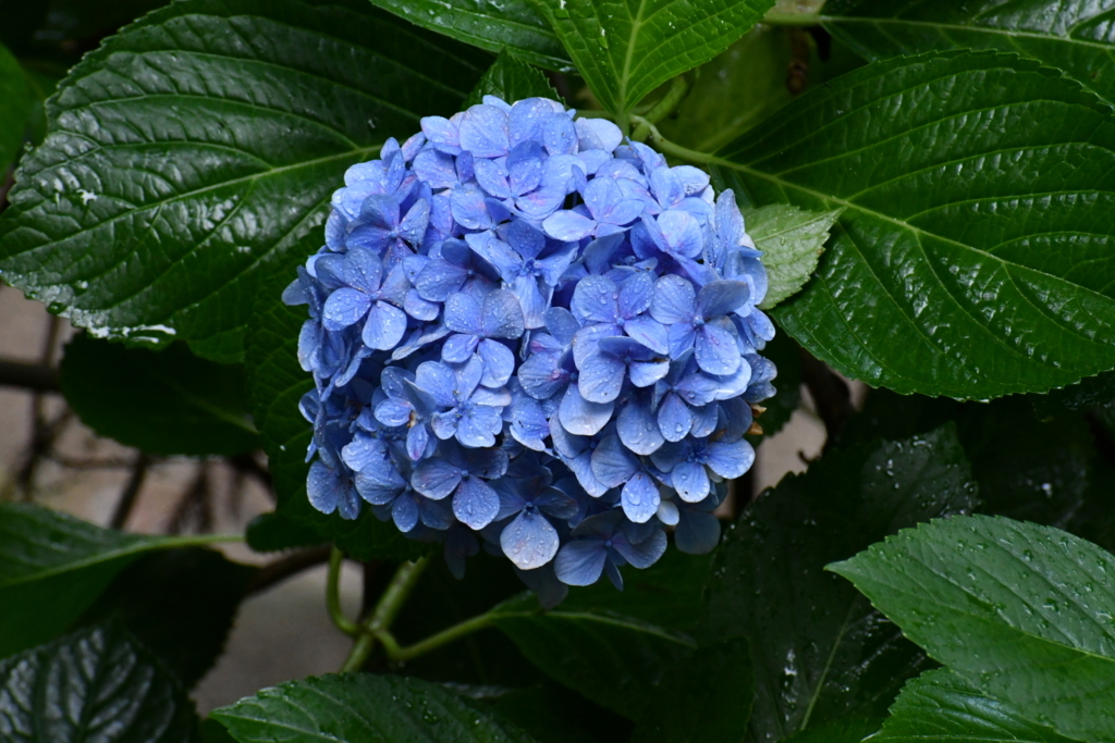f:id:oryuji:20170730051942j:plain