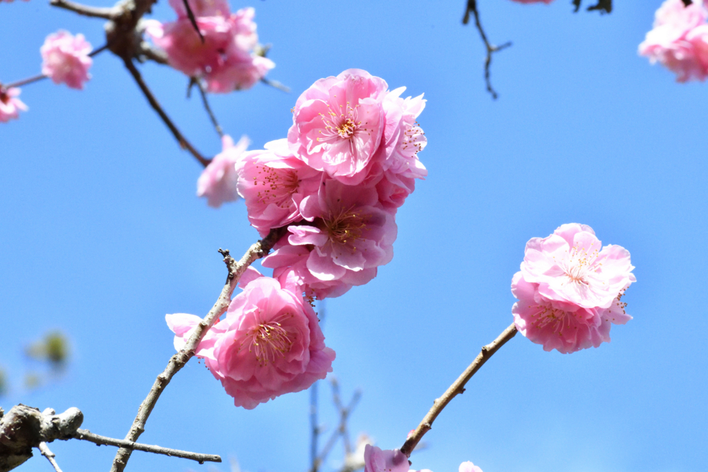 f:id:oryuji:20180327054130j:plain