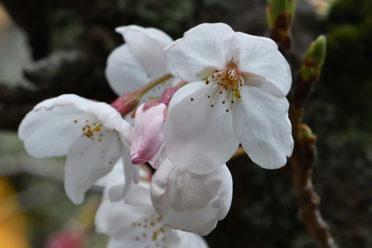 f:id:oryuji:20190403051604j:plain