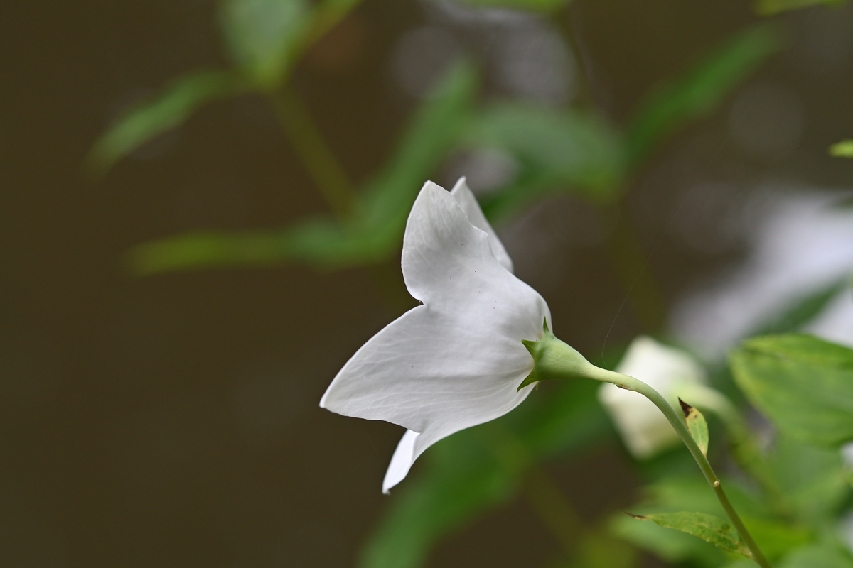 f:id:oryuji:20200727044655j:plain
