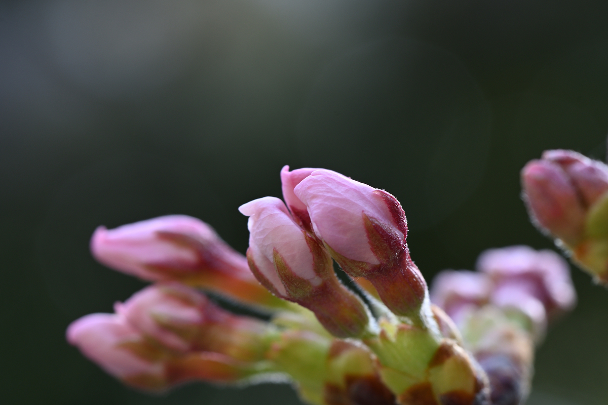 桜のつぼみ 王龍寺の季節