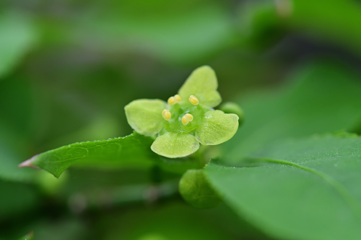 ニシキギの花 王龍寺の季節 ニシキギの花 王龍寺の季節