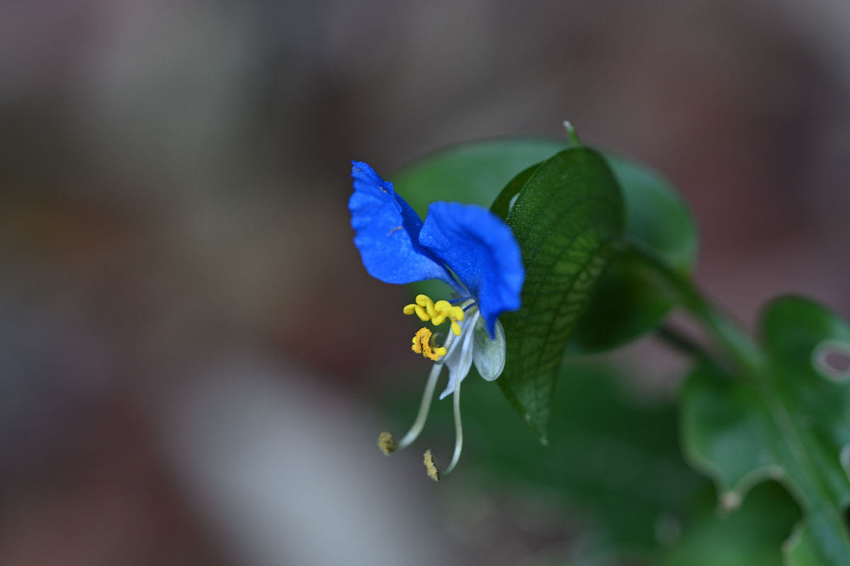 f:id:oryuji:20211012060643j:plain