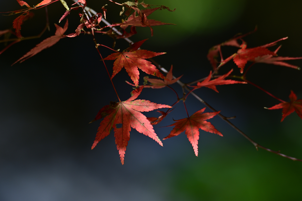 f:id:oryuji:20211210051521j:plain
