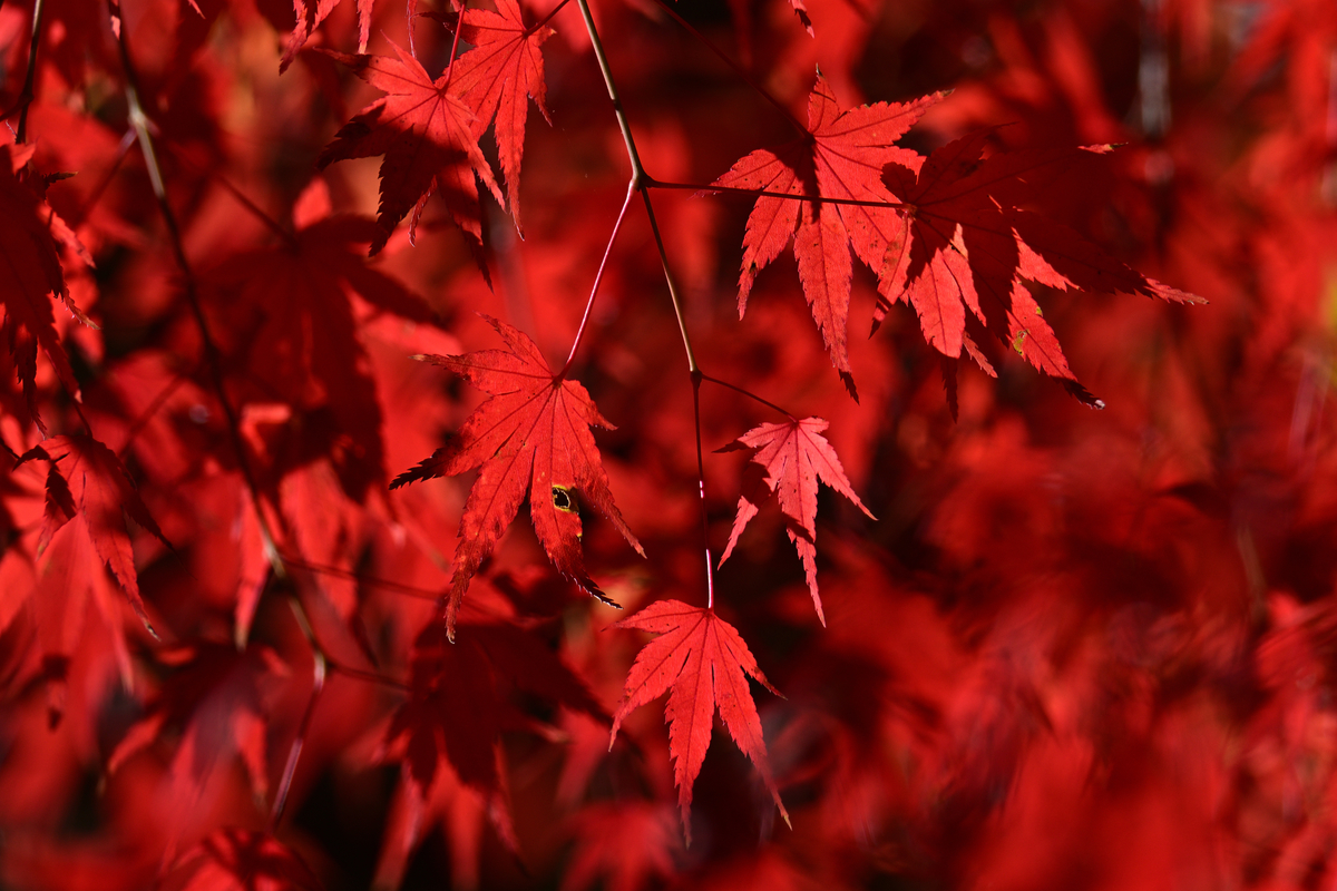 f:id:oryuji:20211222054306j:plain