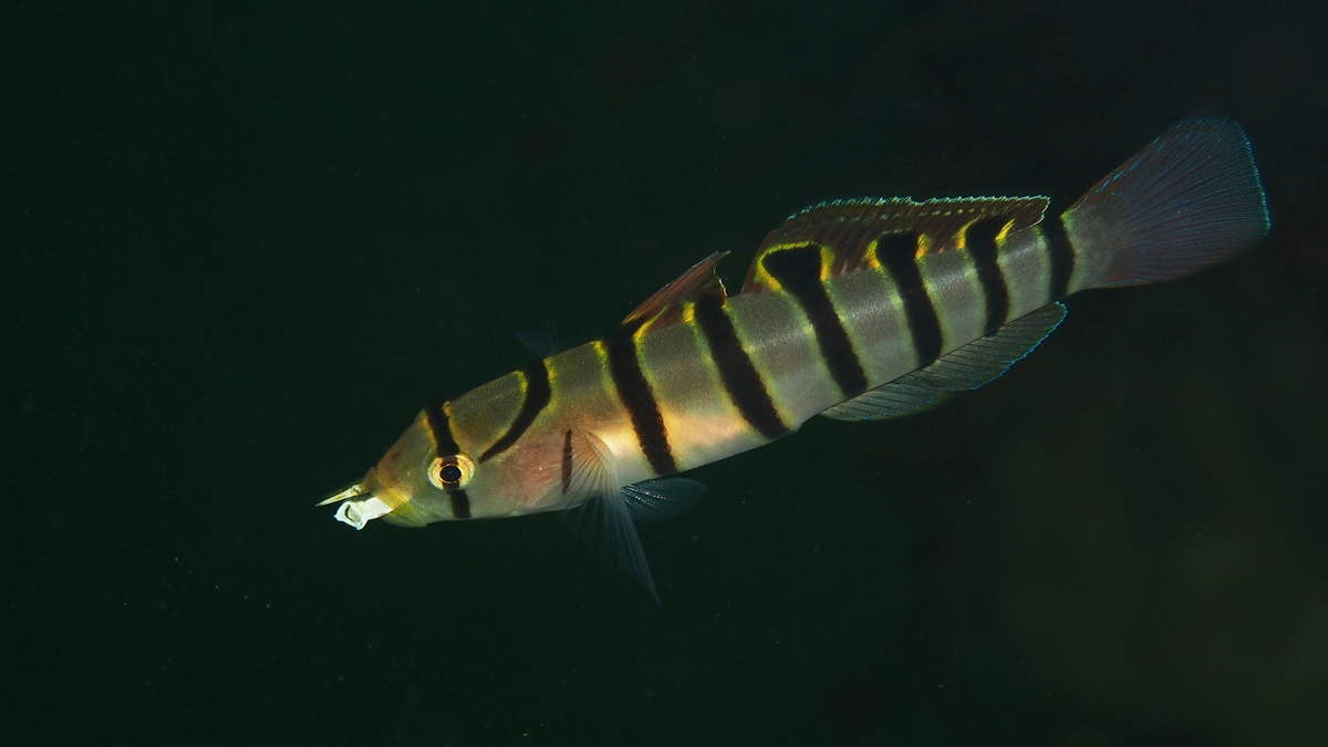 水中撮影機材の紹介 - Fishes of Kii Peninsula
