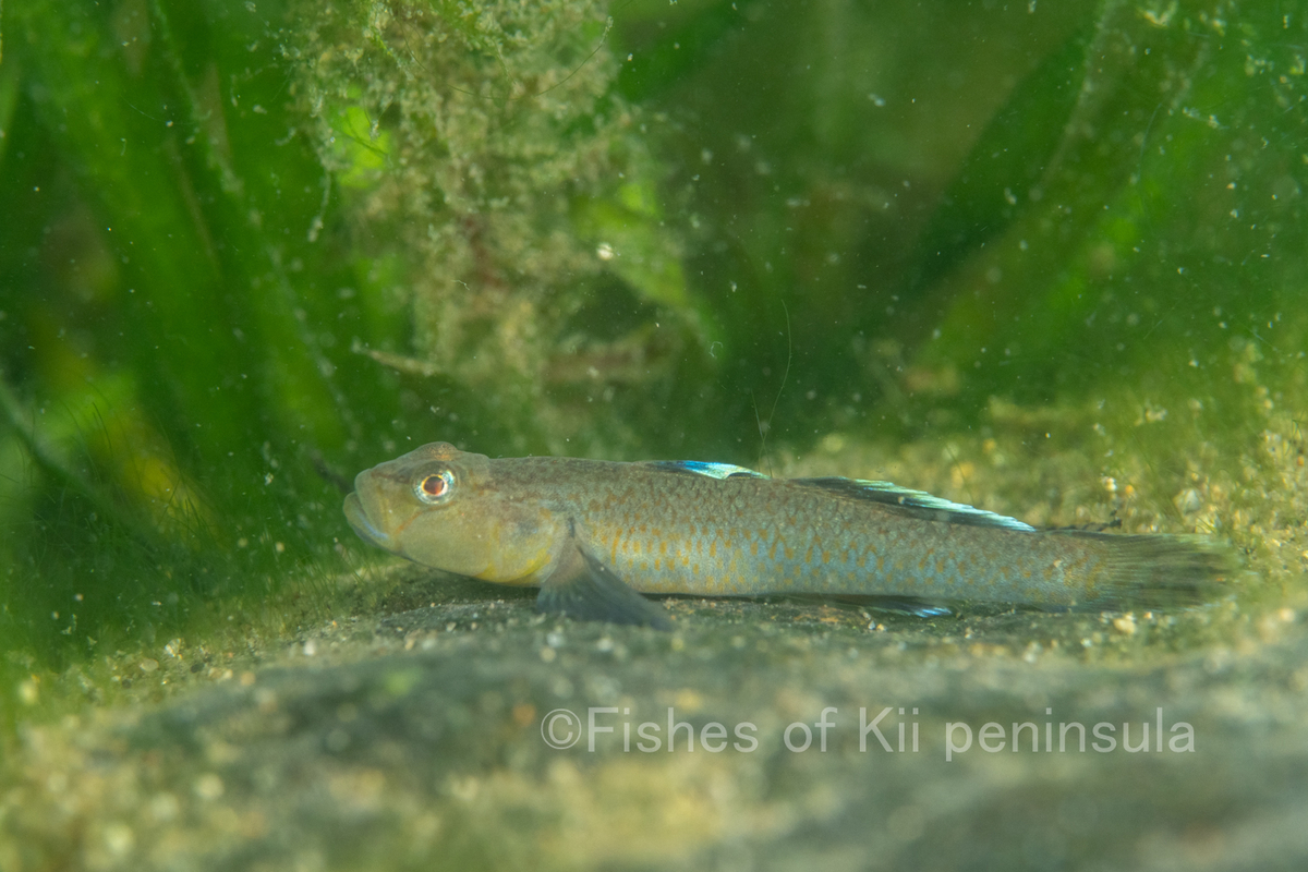 トウヨシノボリとは 動植物の人気 最新記事を集めました はてな トウヨシノボリとは 動植物の人気 最新記事を集めました はてな