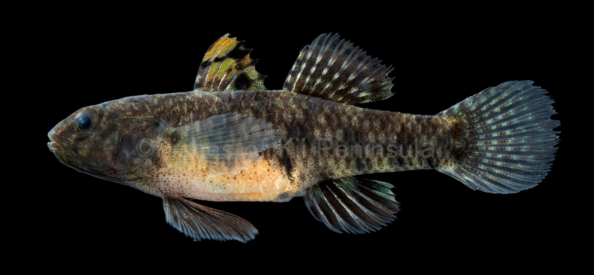 紀伊半島の淡水魚図鑑no 11 ヒナハゼ Fishes Of Kii Peninsula