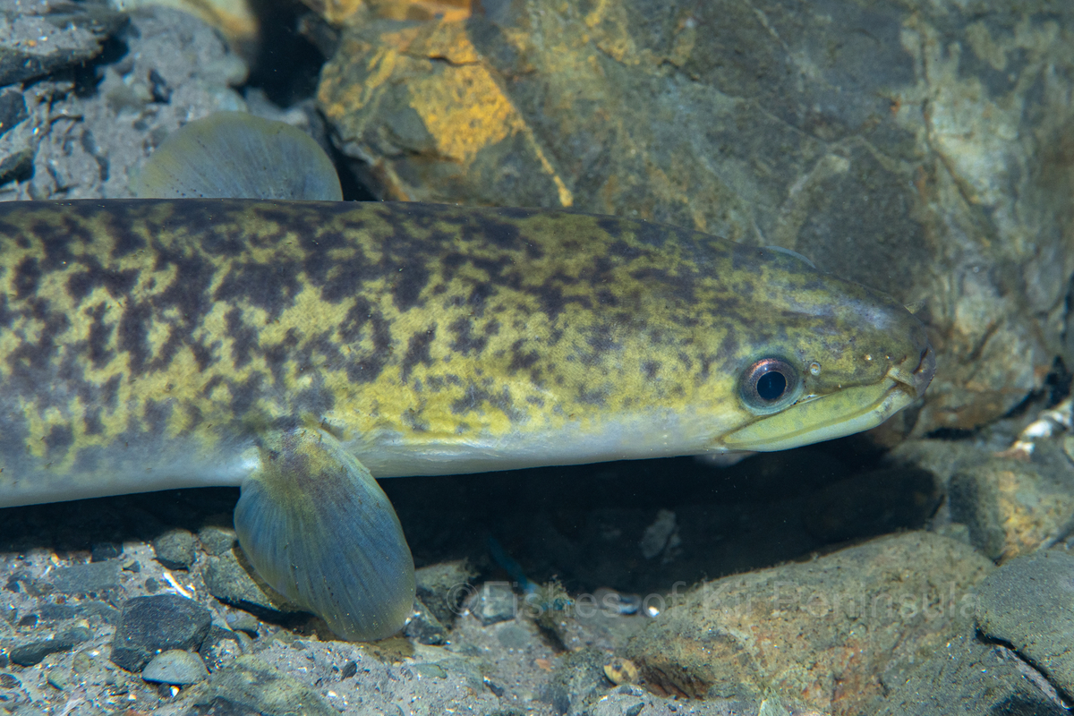 紀伊半島の淡水魚図鑑no 16 オオウナギ Fishes Of Kii Peninsula 紀伊半島の淡水魚図鑑no 16 オオウナギ Fishes Of Kii Peninsula