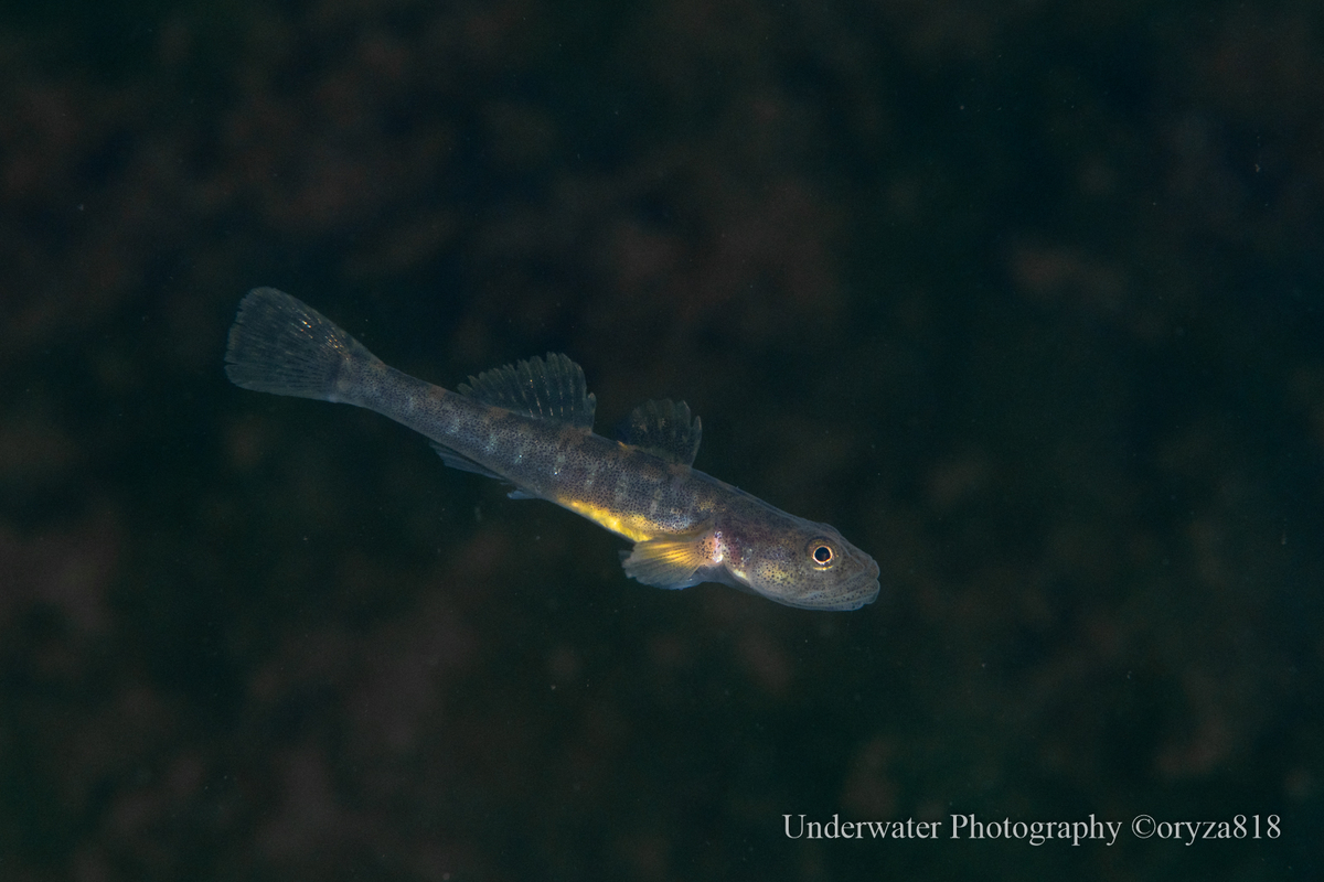 イサザとは 動植物の人気 最新記事を集めました はてな