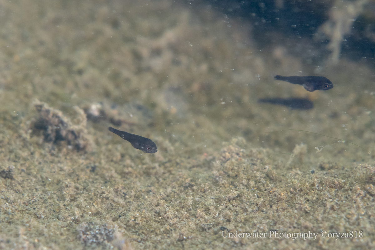 コクチバス Micropterus Dolomieu Fishes Of Kii Peninsula