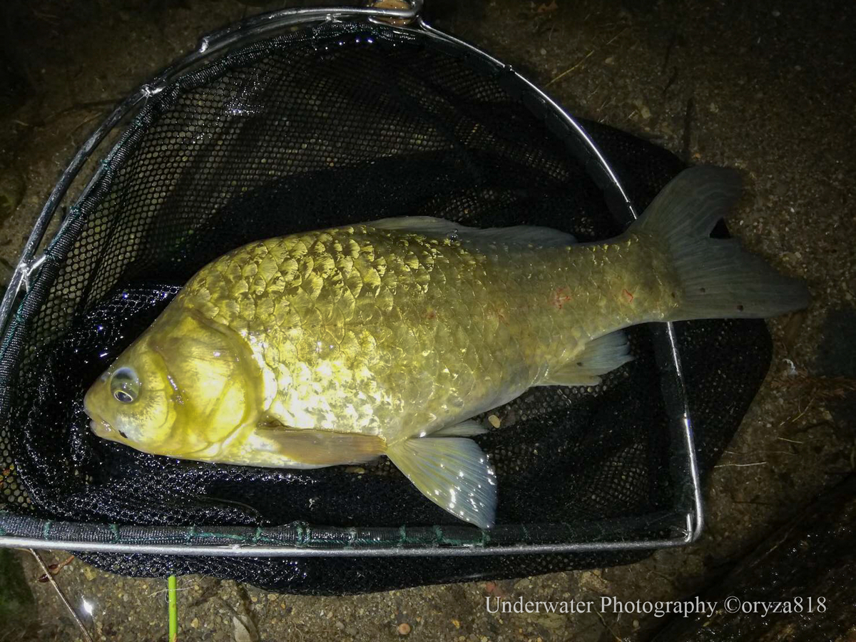 f:id:oryza_818:20210714081132j:plain