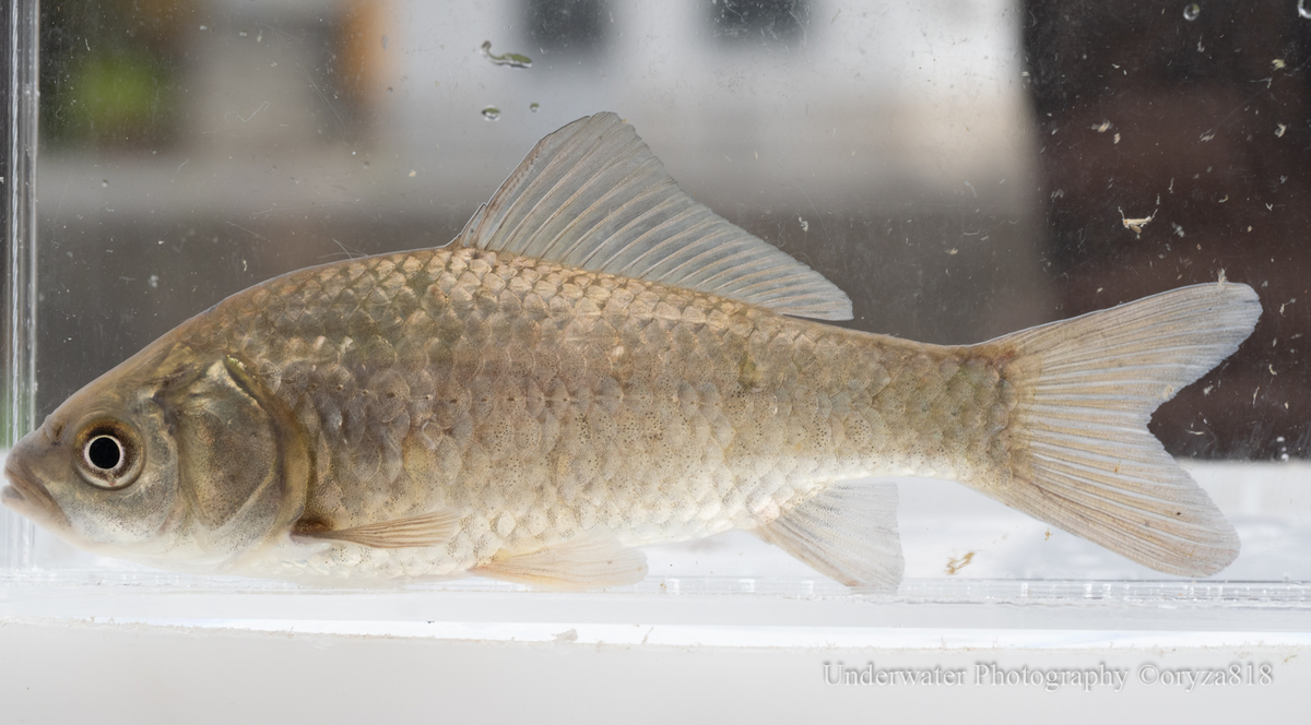 f:id:oryza_818:20210714081436j:plain