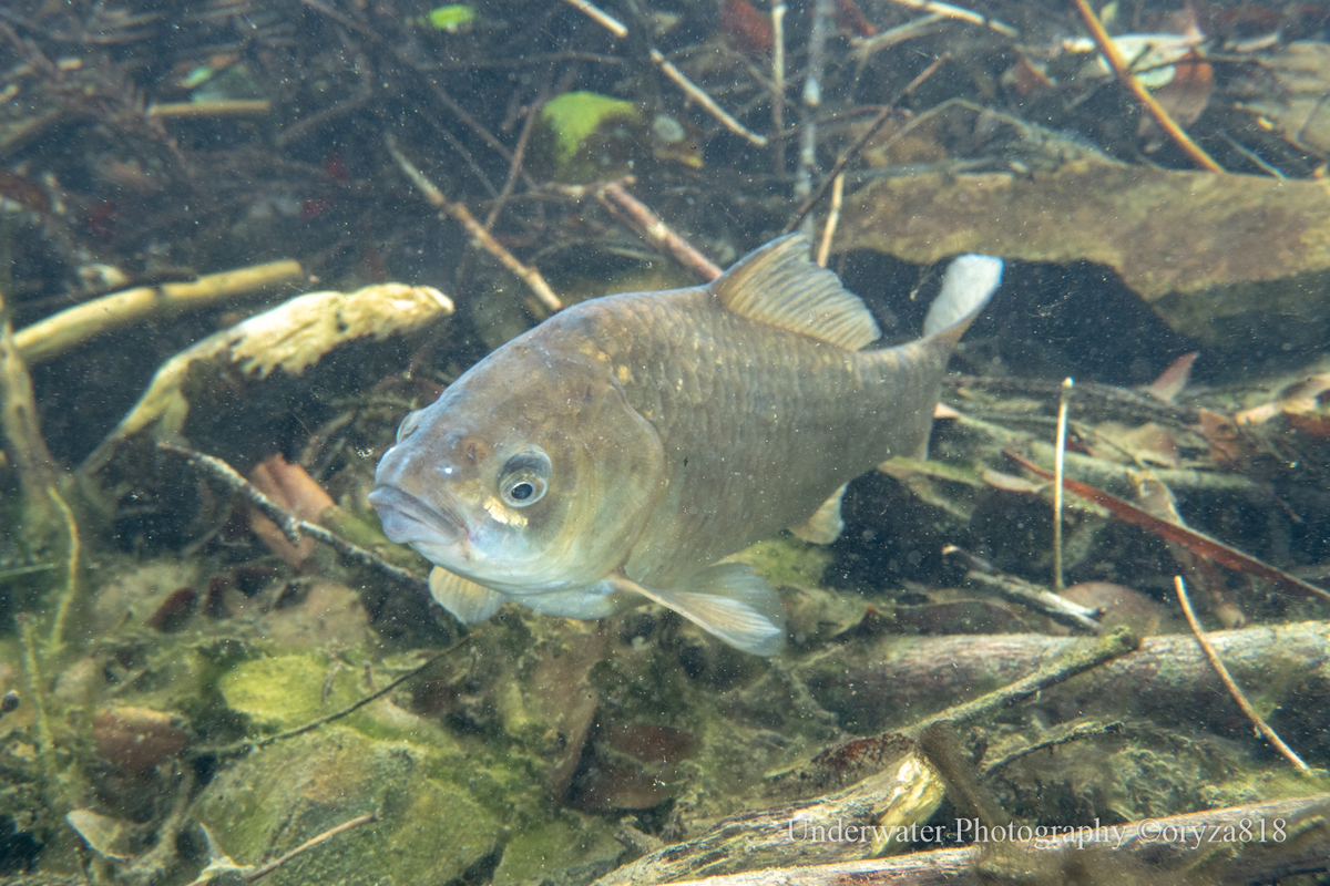 f:id:oryza_818:20210714081808j:plain