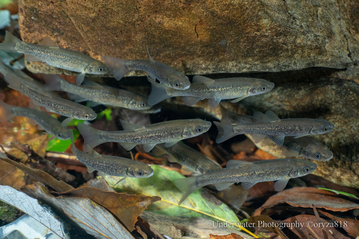 紀伊半島の淡水魚図鑑No. 21 タカハヤ - Fishes of Kii Peninsula