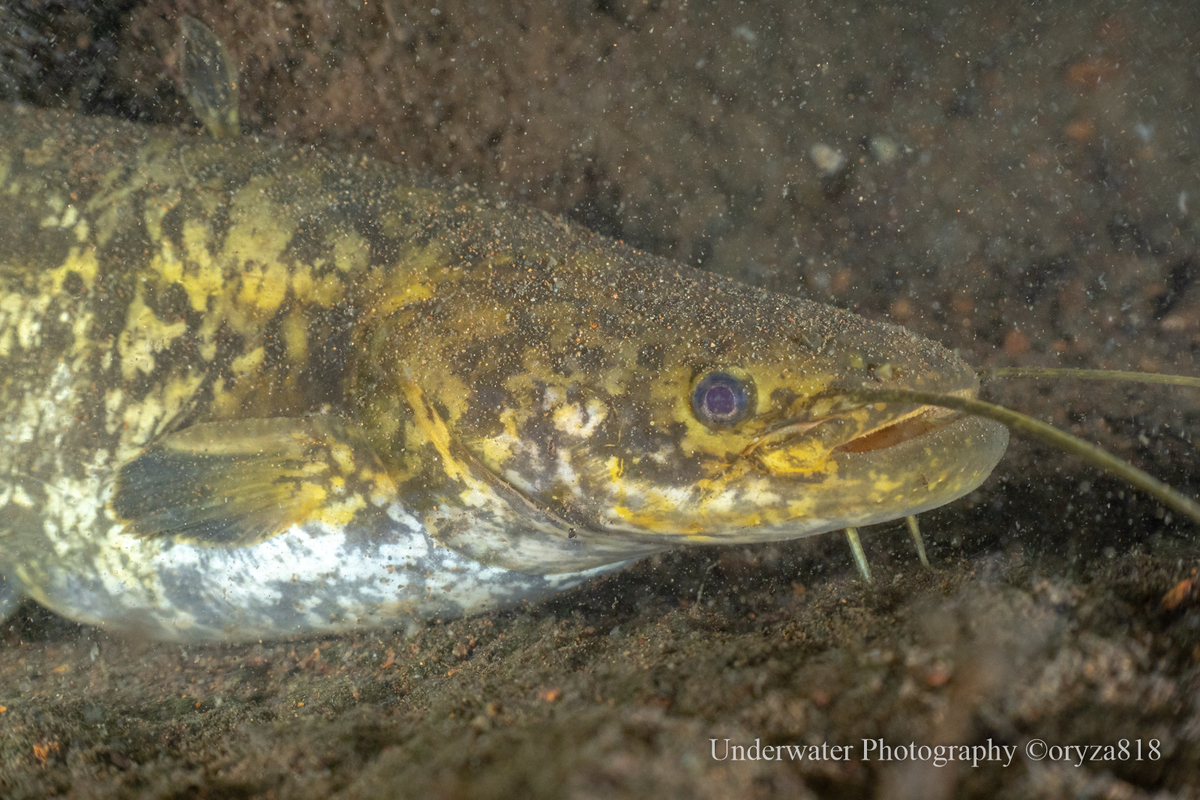イワトコナマズ - Fishes of Kii Peninsula
