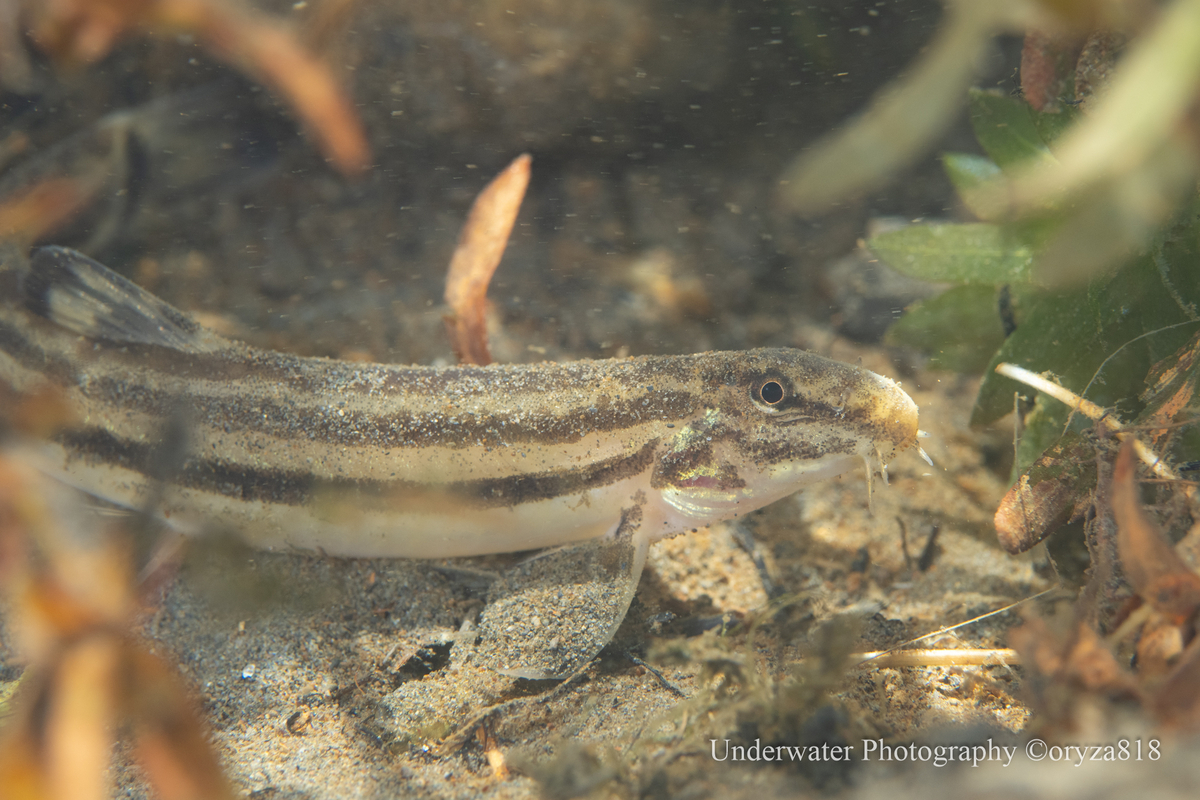 オオガタスジシマドジョウ Fishes of Kii Peninsula