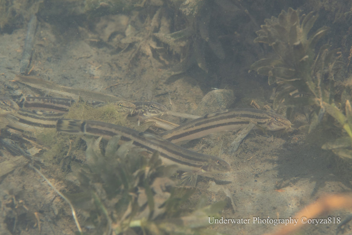 オオガタスジシマドジョウ Fishes of Kii Peninsula