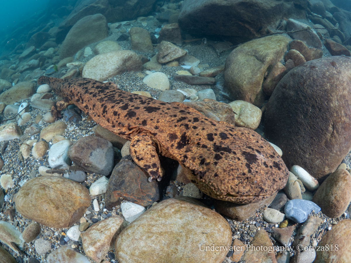古座川のオオサンショウウオ - Fishes of Kii Peninsula