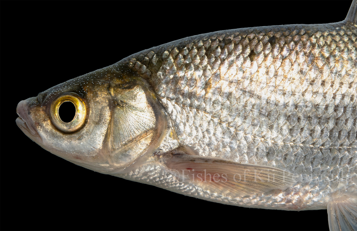 大陸の置き土産：ワタカ - Fishes of Kii Peninsula