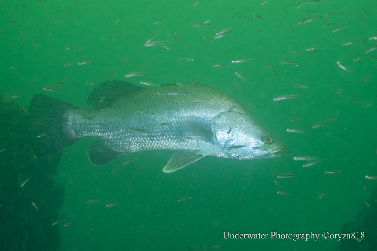 四万十川、濁りの中のアカメ - Fishes of Kii Peninsula