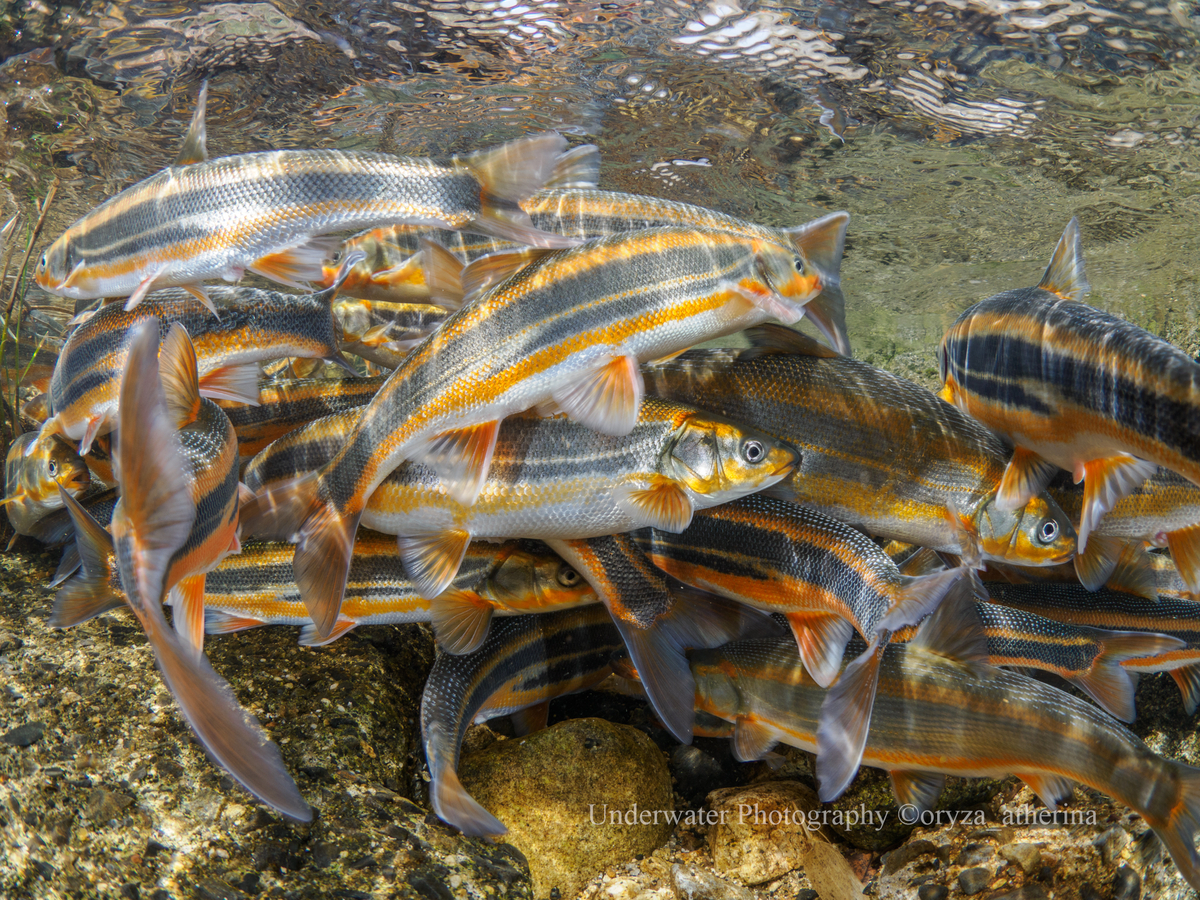 ウグイの産卵遡上 - Fishes of Kii Peninsula