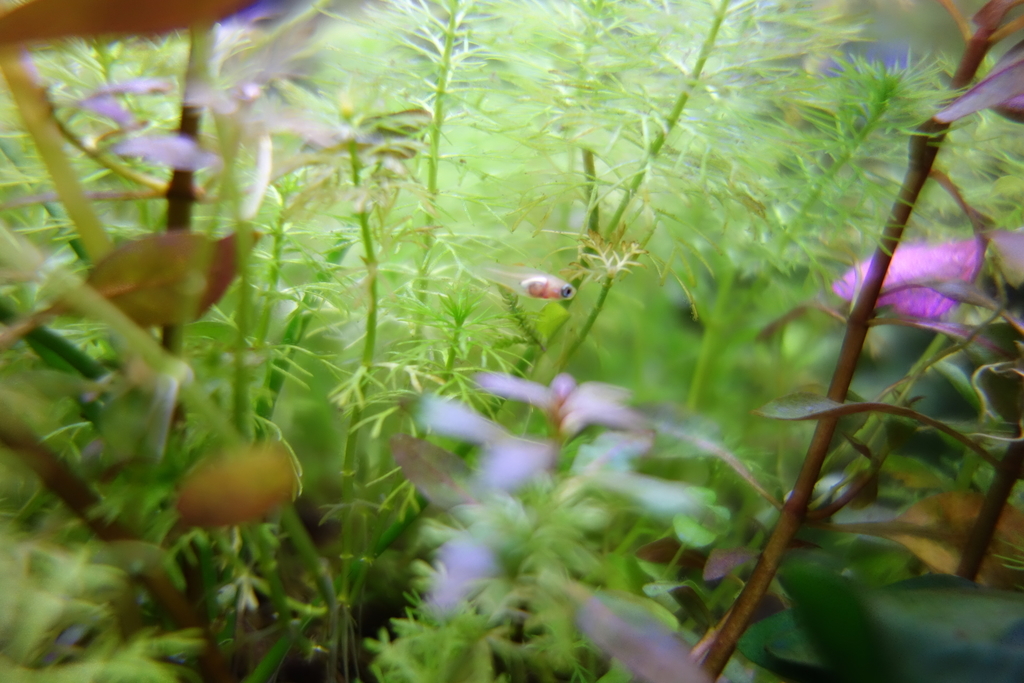 f:id:orz-min:20190208225338j:plain f:id:orz-min:20190208225338j:plain