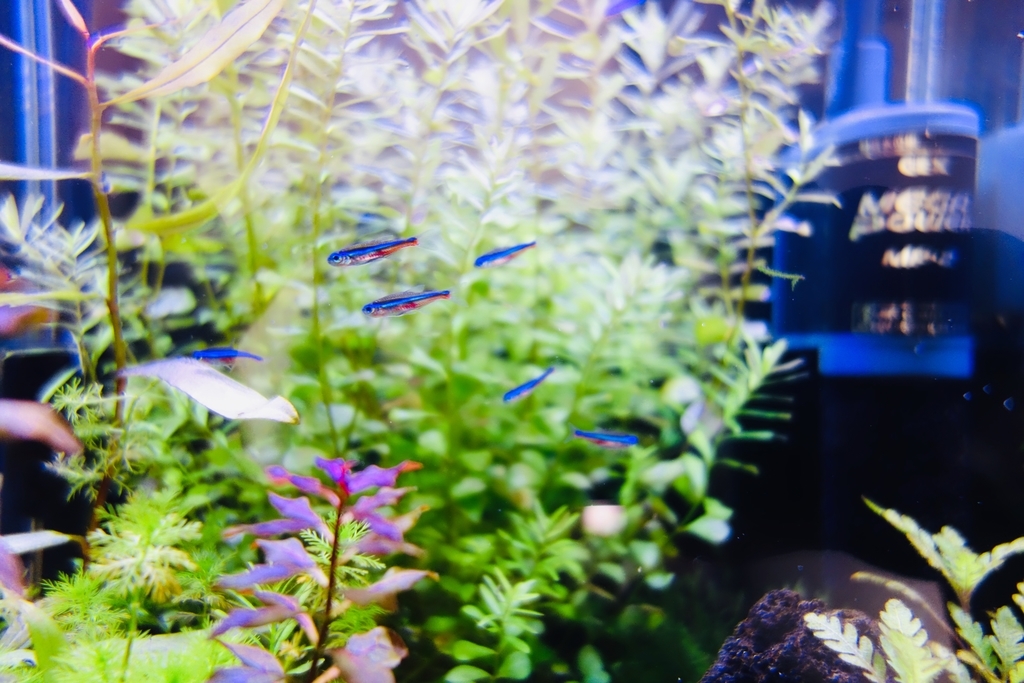 f:id:orz-min:20190208231442j:plain f:id:orz-min:20190208231442j:plain
