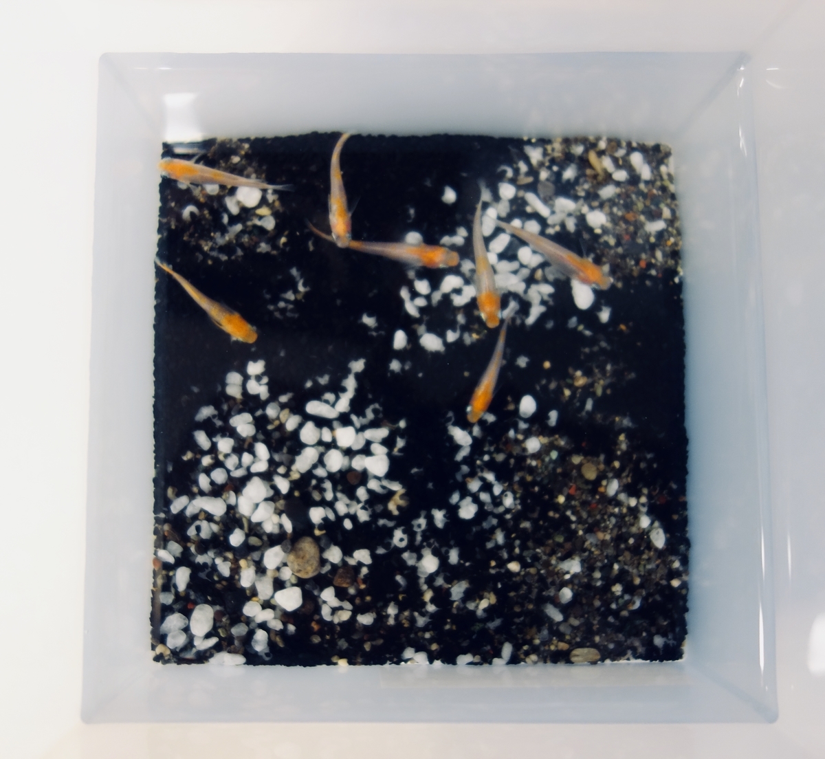 f:id:orz-min:20190519170414j:plain f:id:orz-min:20190519170414j:plain