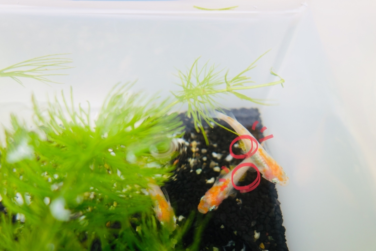 f:id:orz-min:20190522002838j:plain f:id:orz-min:20190522002838j:plain