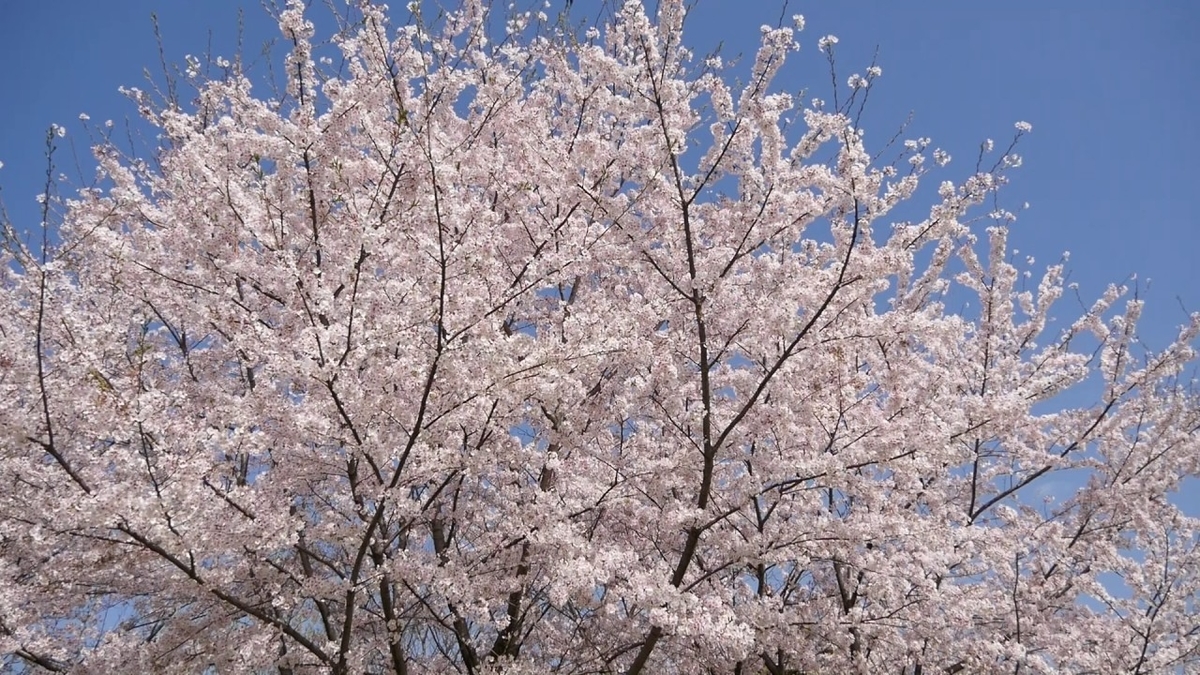 f:id:osa3300:20190331203920j:plain f:id:osa3300:20190331203920j:plain