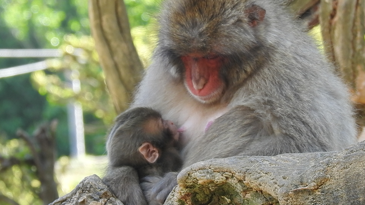 f:id:osa5635:20200525161023j:plain