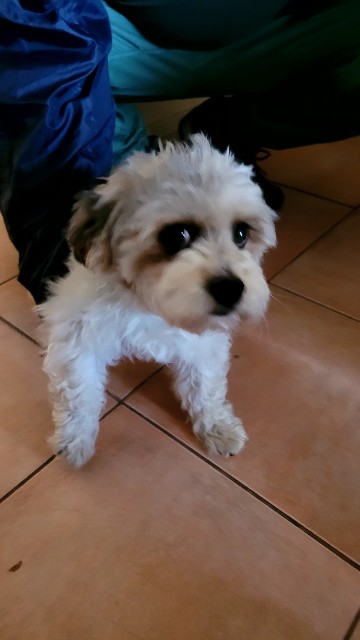 f:id:osachiaus:20220815170755j:image