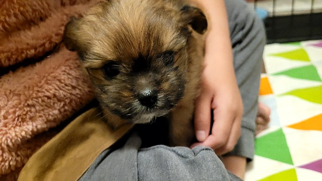 f:id:osachiaus:20220815171336j:image