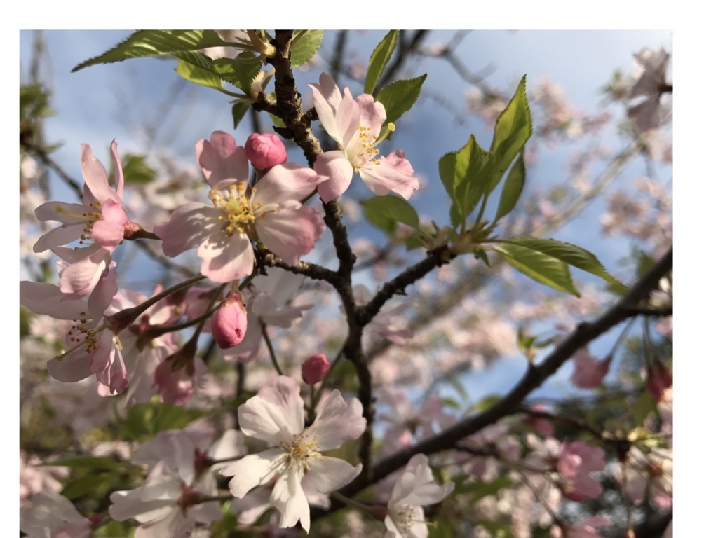 f:id:osadaseikei-staff:20170417003945j:plain f:id:osadaseikei-staff:20170417003945j:plain