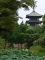 東寺の蓮の花、京都