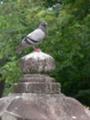 鳩、北野天満宮、京都