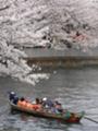 桜、和船＠門前仲町