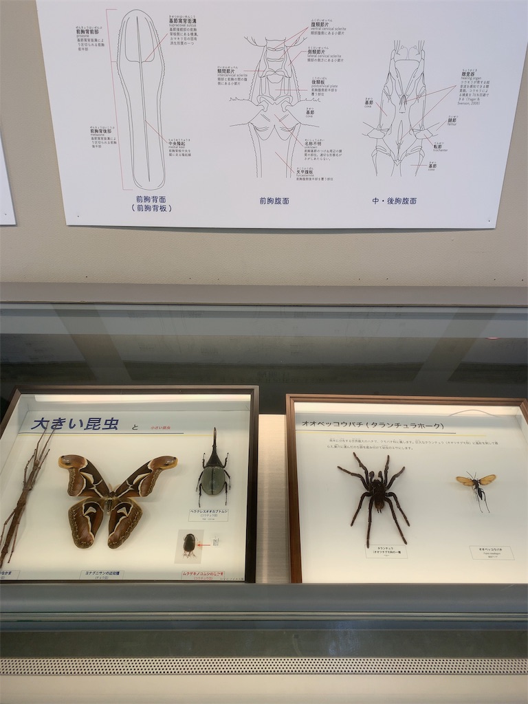 蝶が乱舞 伊丹昆陽池の昆虫館にお出かけ アクセス 駐車場 割引情報も オレンジティーの 子育てするねん 蝶が乱舞 伊丹昆陽池の昆虫館にお出かけ アクセス 駐車場 割引情報も オレンジティーの 子育てするねん