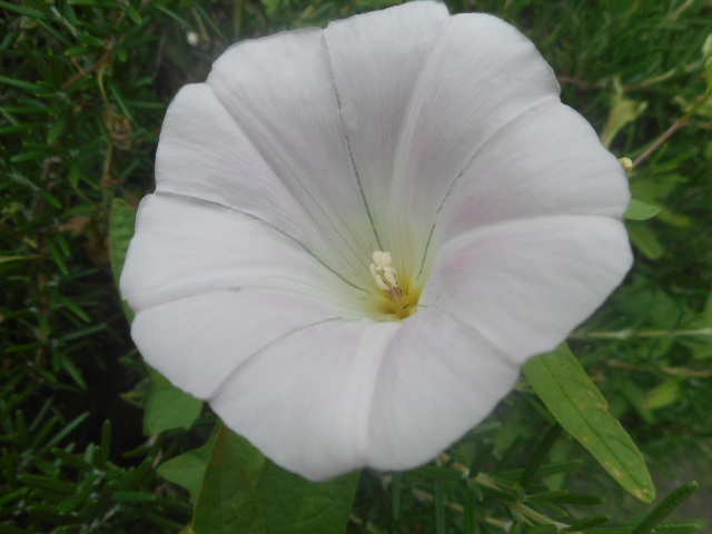 f:id:osaka-net:20200803111410j:plain