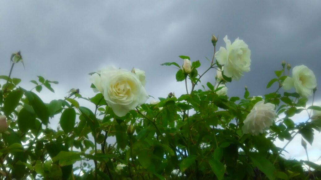 f:id:osaka-net:20211113165655j:plain