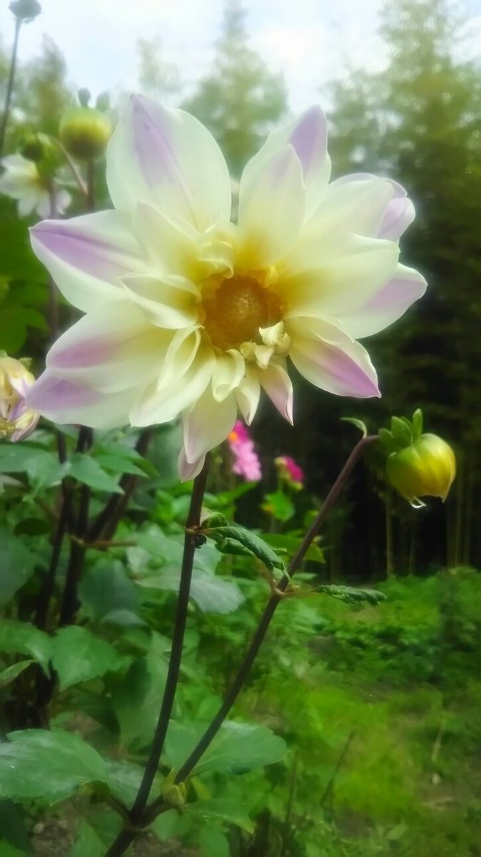 f:id:osaka-net:20211113165711j:plain