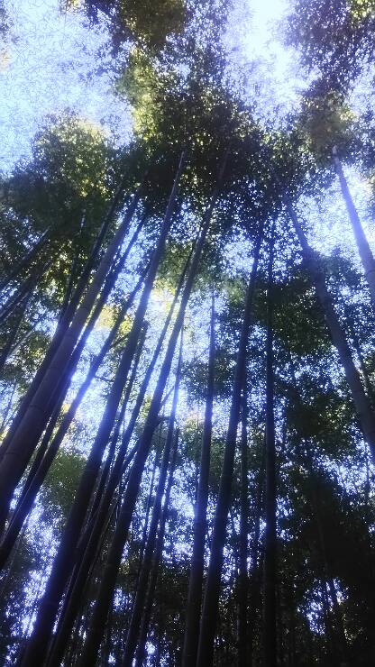 f:id:osaka-net:20211113165934j:plain