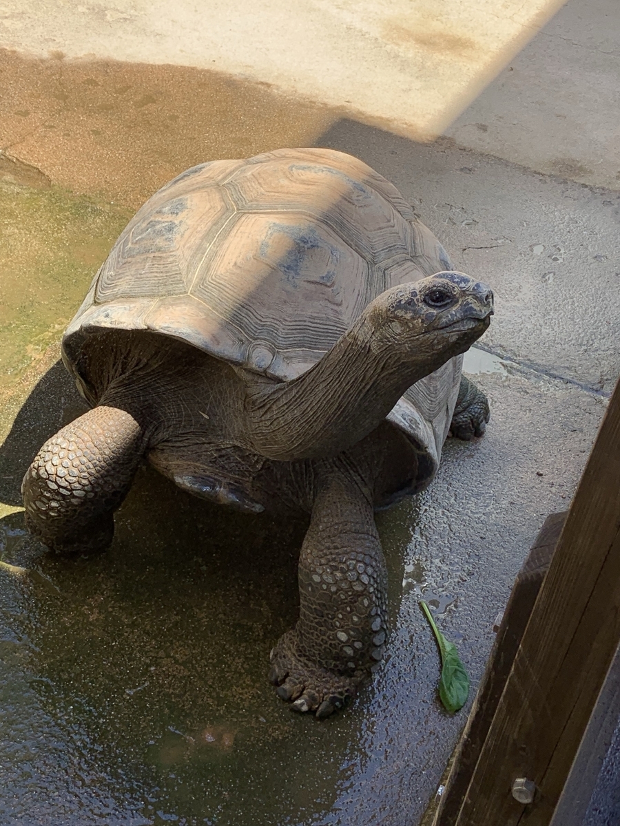 アルダブラゾウガメ