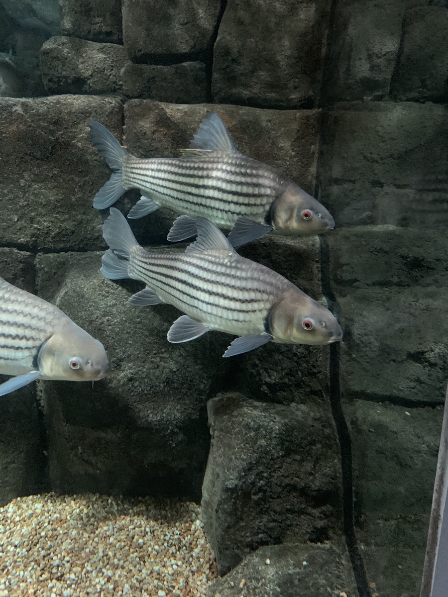 タイガーバルブ