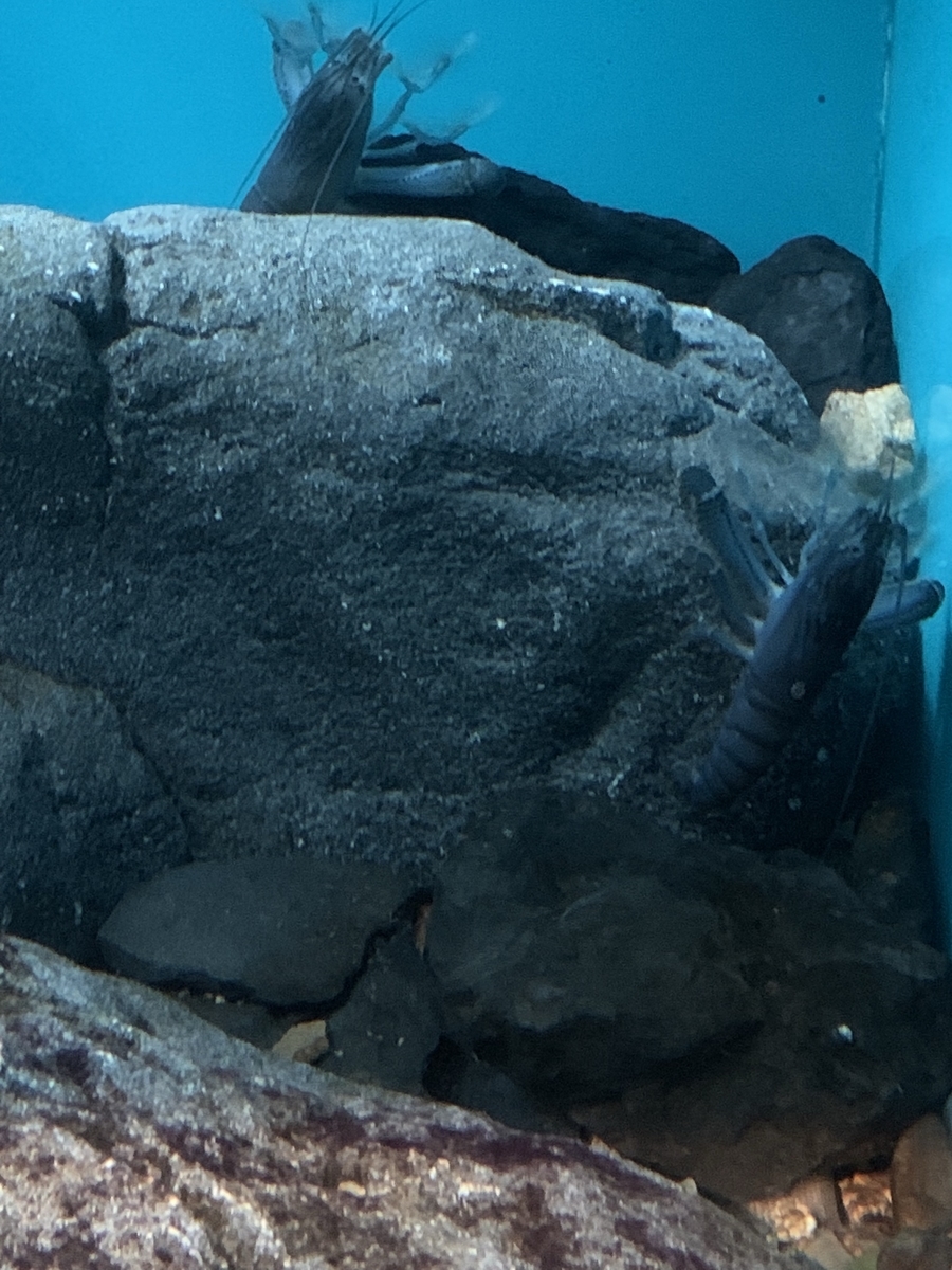 アフリカンロックシュリンプ