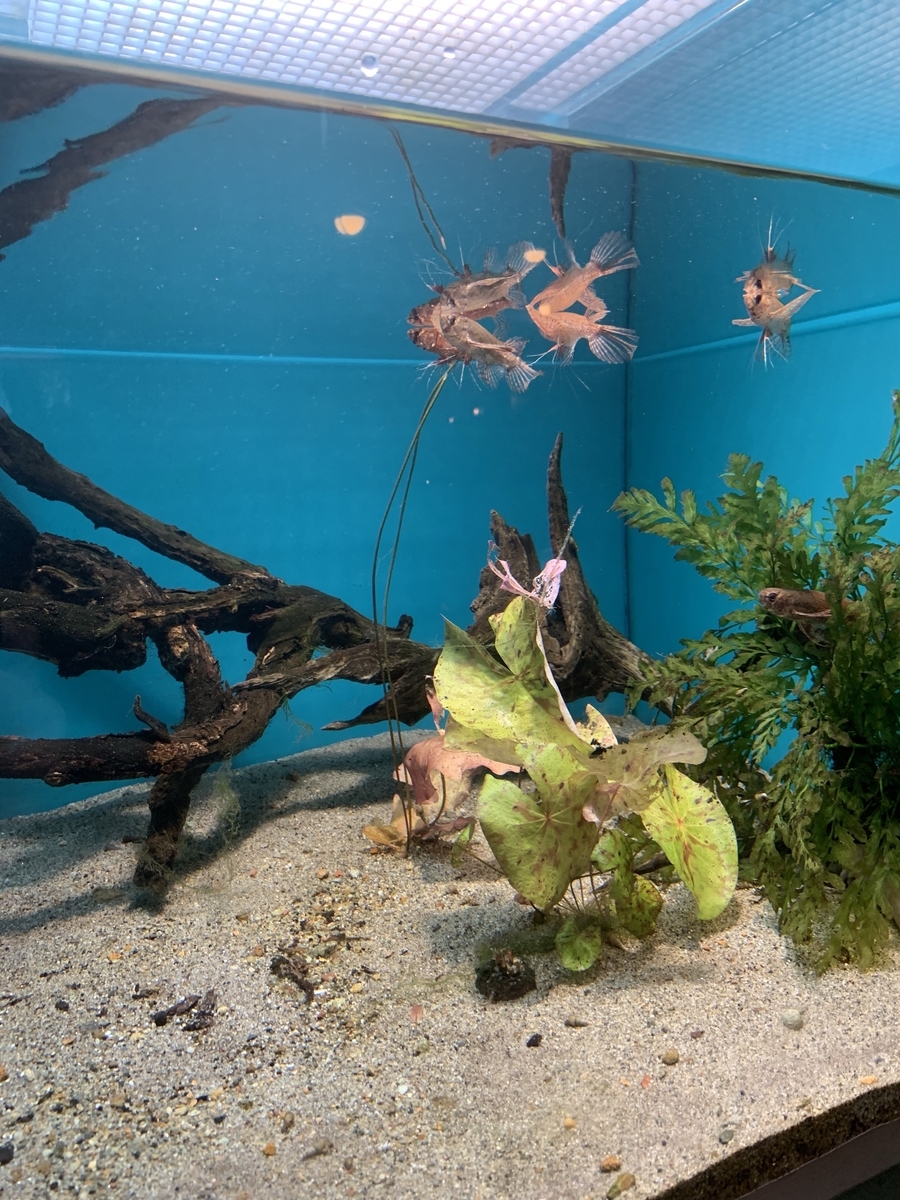 バタフライフィッシュ