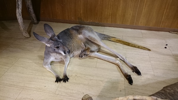f:id:osakaneta:20150202162056j:plain f:id:osakaneta:20150202162056j:plain