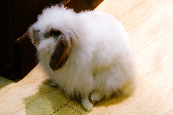 f:id:osakaneta:20150823183732j:plain f:id:osakaneta:20150823183732j:plain